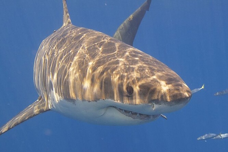 Чем питаются белые акулы