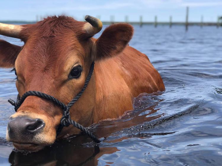 бычков я мистер кудряшка, Мем Нейтан из Отбросов - Рисовач .Ру