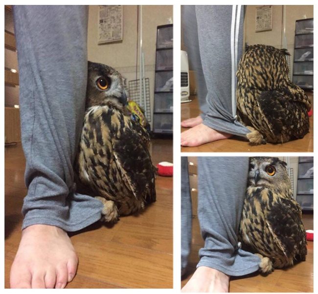 Животные, в которых вы узнаете себя