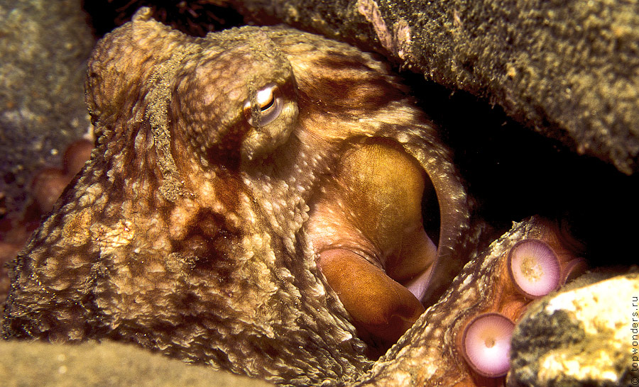 Дайвинг в Приморье, встречи c гигантским тихоокеанским осьминогом Дайвинг в Приморье, встречи c гигантским тихоокеанским осьминогом заграница,отдых