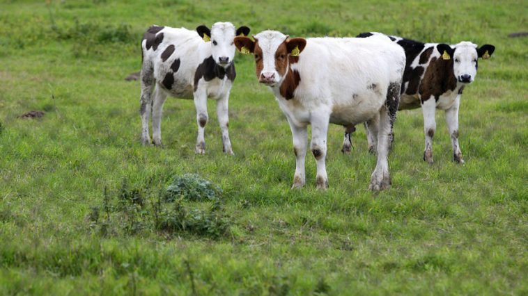 На Сахалине в результате ДТП погибли три коровы