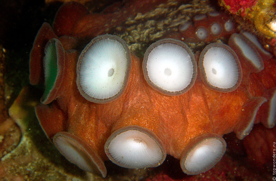 Дайвинг в Приморье, встречи c гигантским тихоокеанским осьминогом Дайвинг в Приморье, встречи c гигантским тихоокеанским осьминогом заграница,отдых