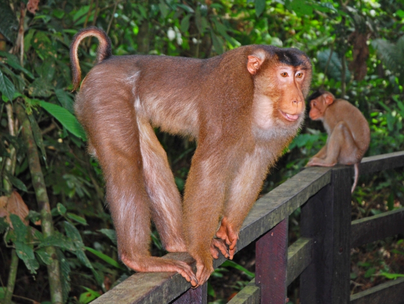 Свинохвостый макак или лапундер Macaca nemestrina