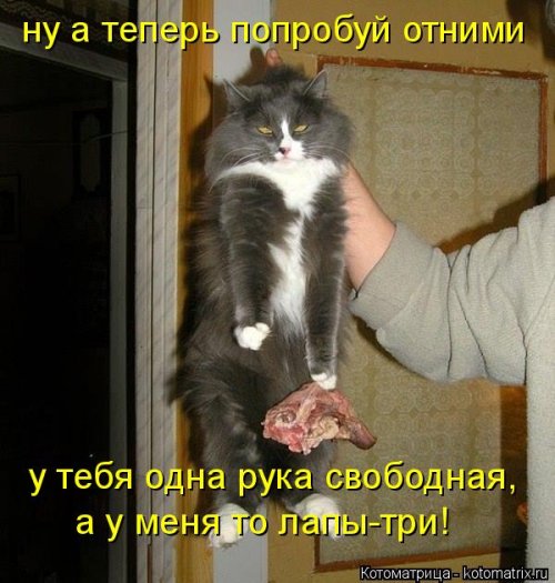 Новая котоматрица 