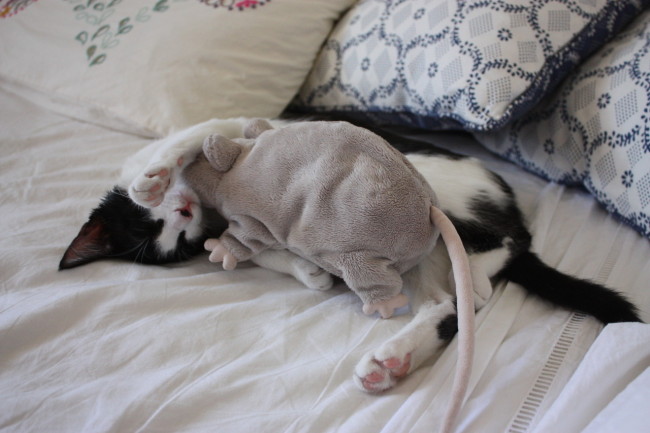 Милые животные и мягкие игрушки 