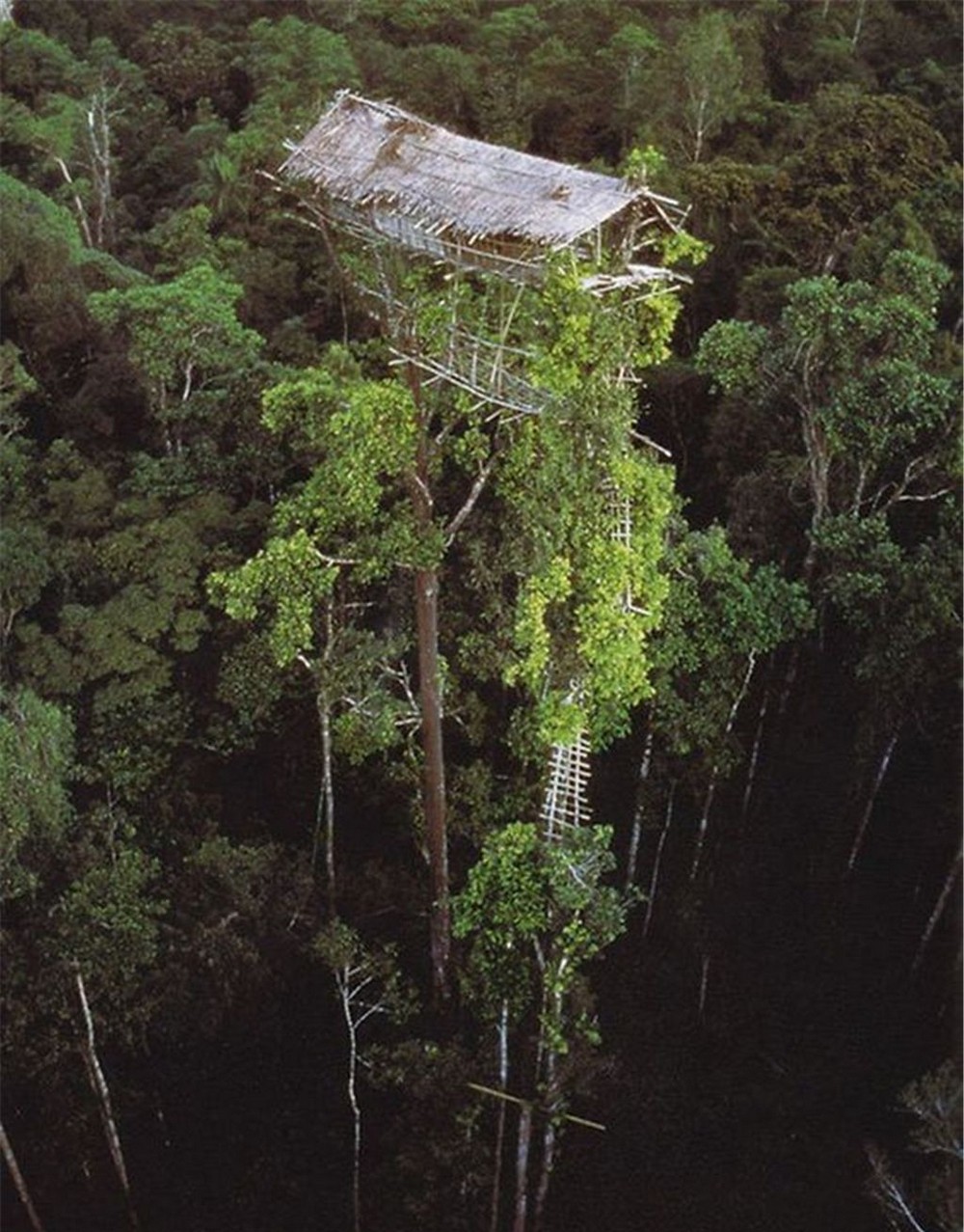 Племя КОРОВАИ Папуа новая Гвинея жилища на деревьях