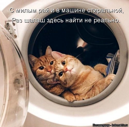 Новая котоматрица 