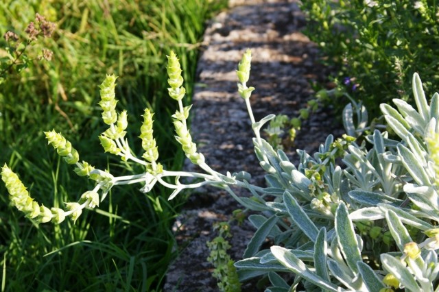 Железница крымская (Sideritis taurica)