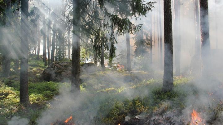 В ДНР сообщили о ликвидации крупного пожара в ландшафтном парке «Донецкий Кряж»