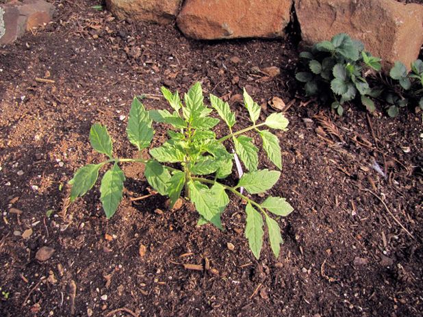 Newly planting tomato seedling