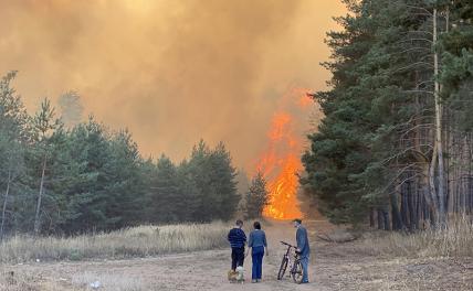Лес пилят — откаты летят: Леса России исчезают при попустительстве государства