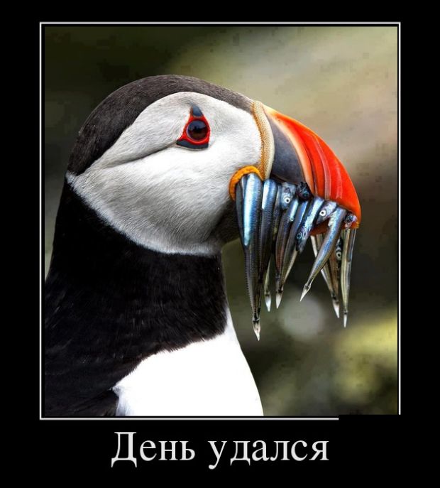 Подборка демотиваторов с черноватым юмором Подборка демотиваторов с черноватым юмором