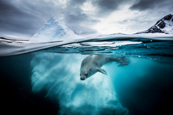 15 подводных фотографий, названых лучшими жюри конкурса «Фотограф года» природа,фотография