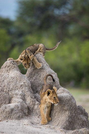 Фотография: Самые смешные фото диких животных от финалистов Comedy Wildlife Photography Awards 2020 №31 - BigPicture.ru