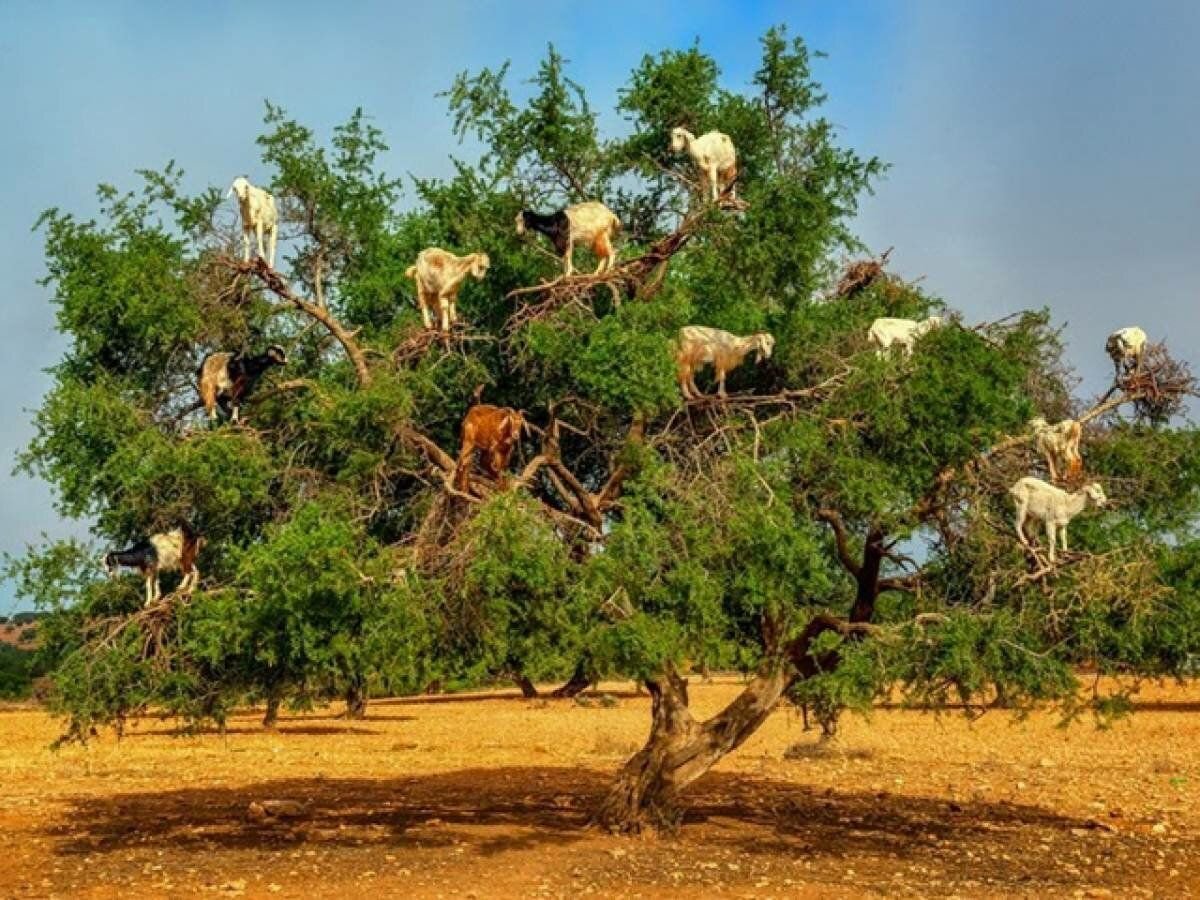 Козы на ветвях арганового дерева/ © udivitelno.com