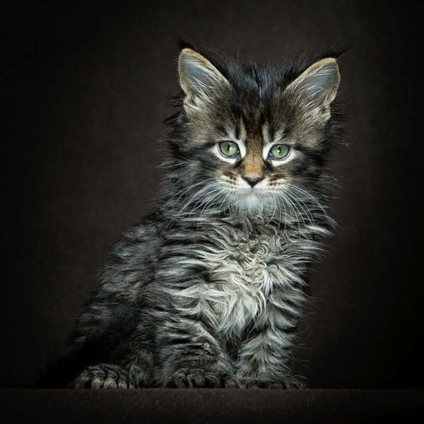 Американская енотовая кошка Maine Coon