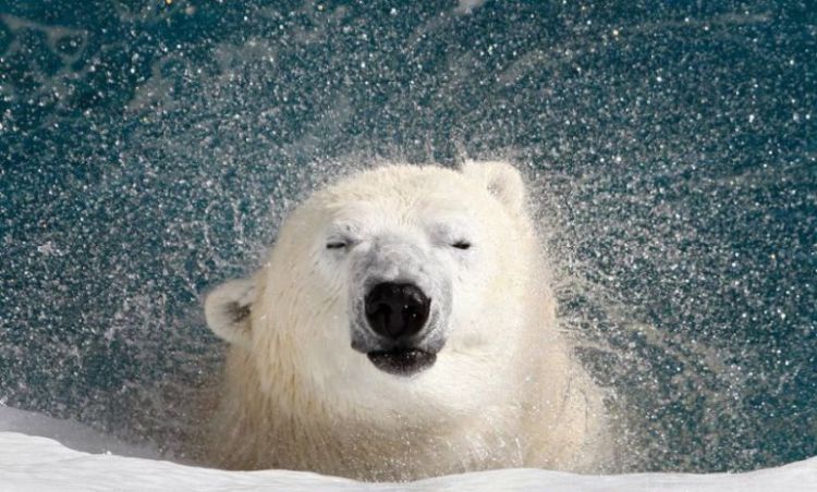 Белый медведь - хозяин полярных широт
