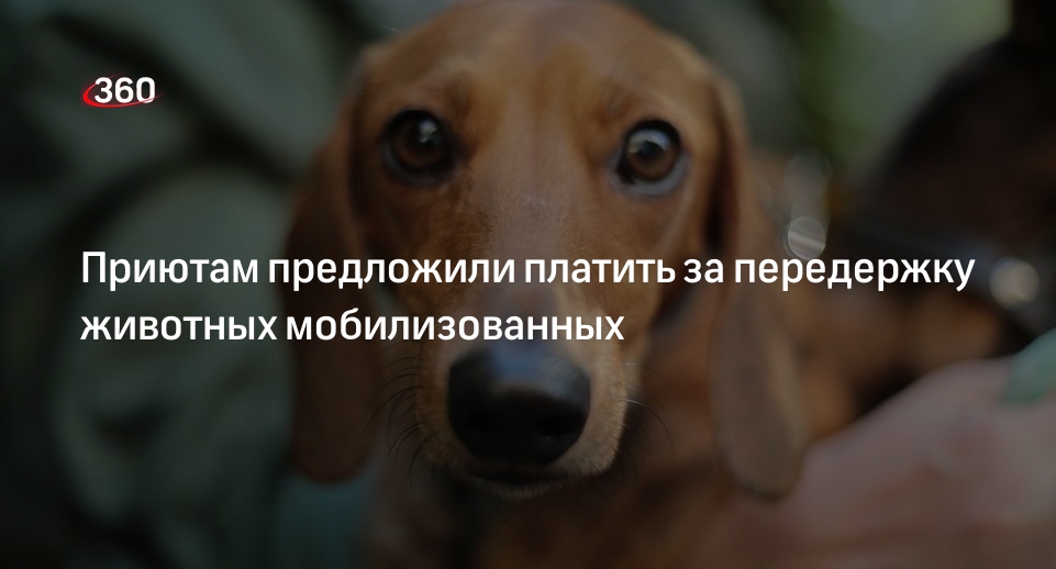 Депутат ГД Бурматов: приютам следует платить за передержку животных мобилизованных