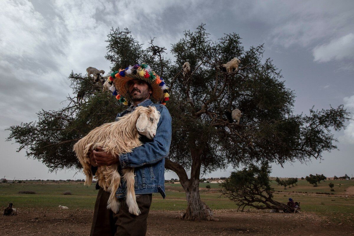 Чтобы сфотографировать древолазных коз вблизи, надо заплатить пастуху/ © zefirka.net