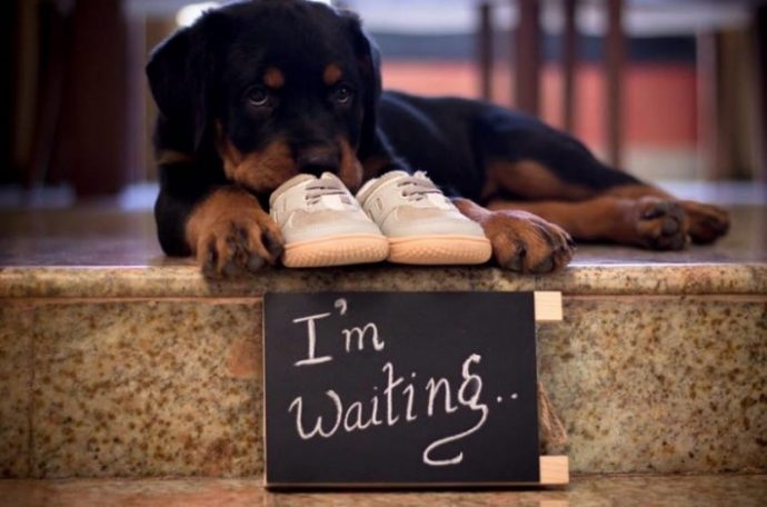 11-not-without-my-dogs-710x469