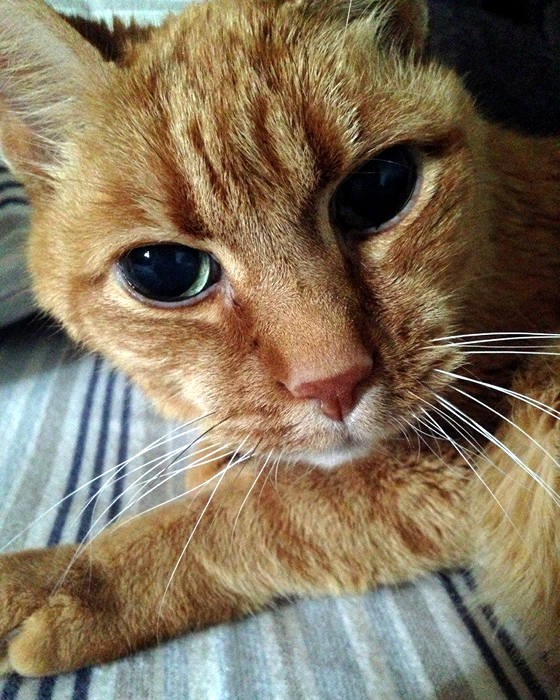 Вместе с рождения: 21-летний хозяин и его 22-летний кот неразлучны всю жизнь Вместе с рождения: 21-летний хозяин и его 22-летний кот неразлучны всю жизнь не всё так грустно