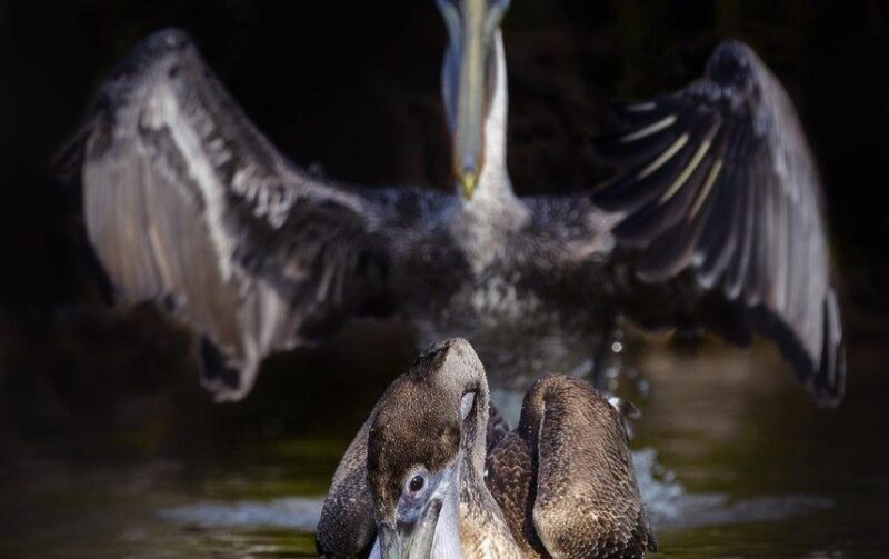 Фотография: Самые смешные фото диких животных от финалистов Comedy Wildlife Photography Awards 2020 №41 - BigPicture.ru