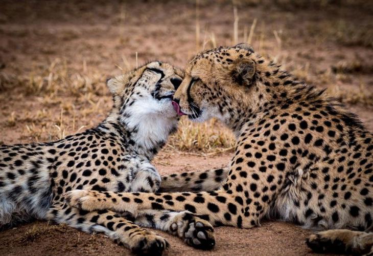 поцелуи животных, очаровательные фото животных, животные целуются