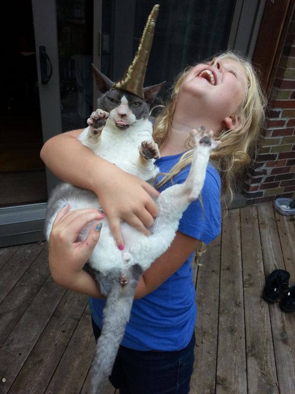 My Daughter And Our Friend Sewed A Unicorn Horn For The Cat While I Napped