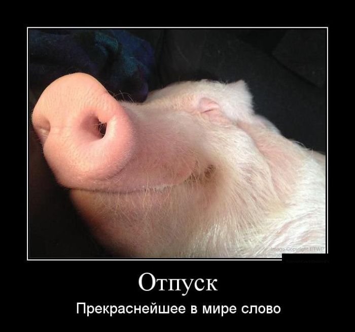 Картинки с отпуском с юмором, надписью мудрость жизни