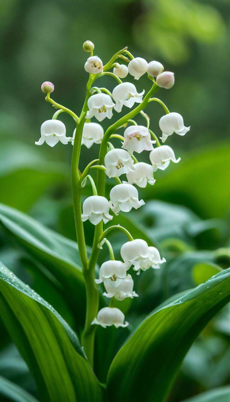 Какие цветы посадить на кладбище: 10 многолетних неприхотливых в уходе растений сажать, лучше, можно, растение, цветут, любит, только, хорошо, грунт, почву, всего, растения, когда, цветы, почвы, Также, посадить, после, апреля, почва