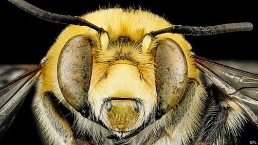 150410114811_bees_closeup_624x351_spl 150410114811_bees_closeup_624x351_spl