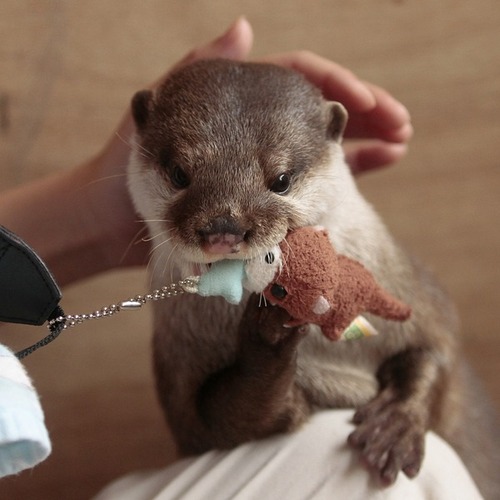 Милые животные и мягкие игрушки 