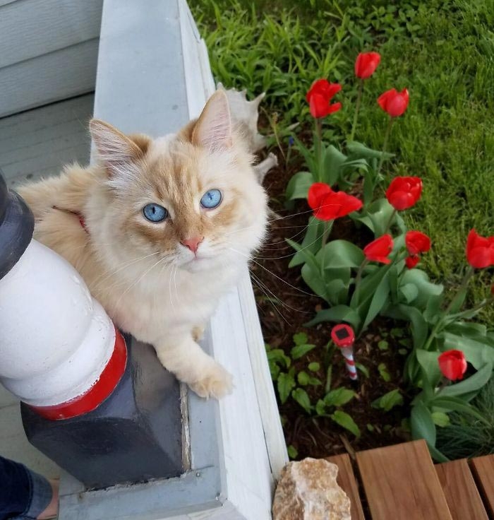 кот Сочи, кот принцесса Диснея