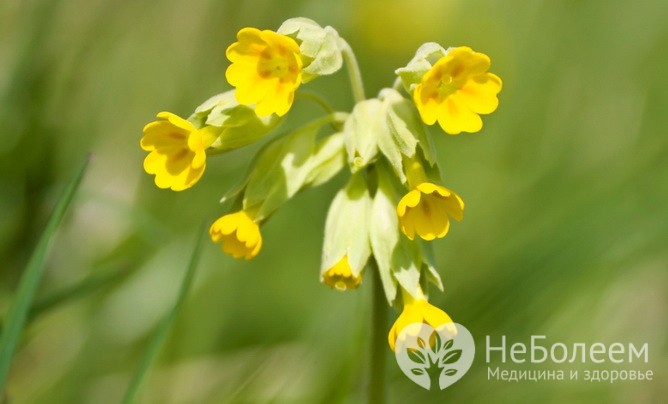 Примула-баранчик – съедобная весенняя трава