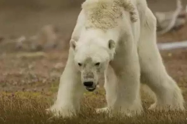 ВИДЕО, от которого слёзы на глазах: голодающий белый медведь до смерти (в прямом смысле слова) благодарен человечеству за то как с ним... истории из жизни