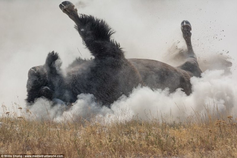 Когда на тебя несется бизон тонной весом атака, бизон, животные, фотограф