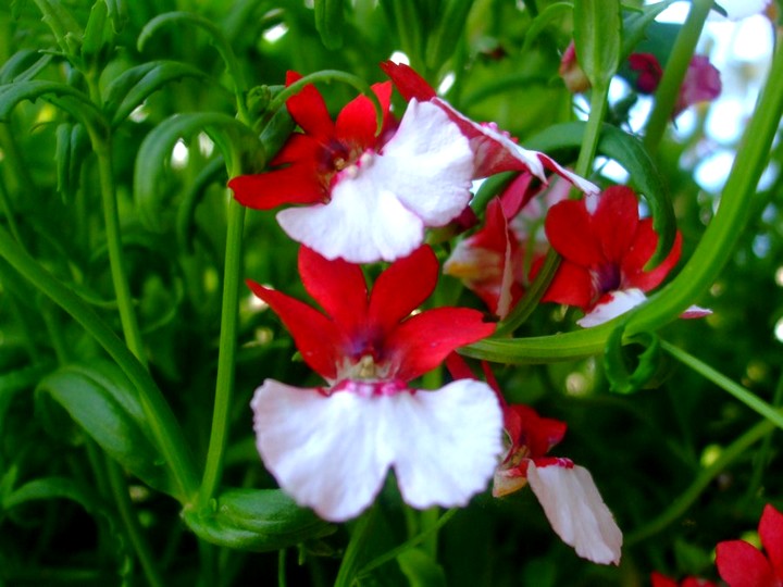 Апрельские посевы цветов и декоративных растений рассада цветов в апреле