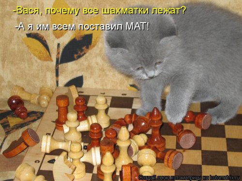 Новая котоматрица (21 фото)