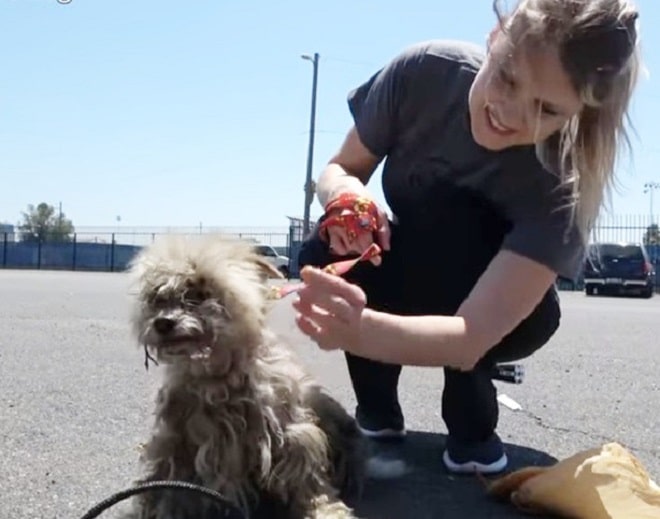 Собака и девушка