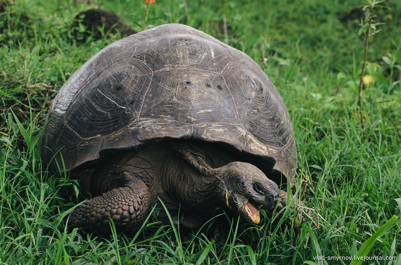 Абингдонские слоновые черепахи. Галапагосская черепаха. Слоновая черепаха. Абингдонская черепаха. Абингдонской слоновой черепахи.