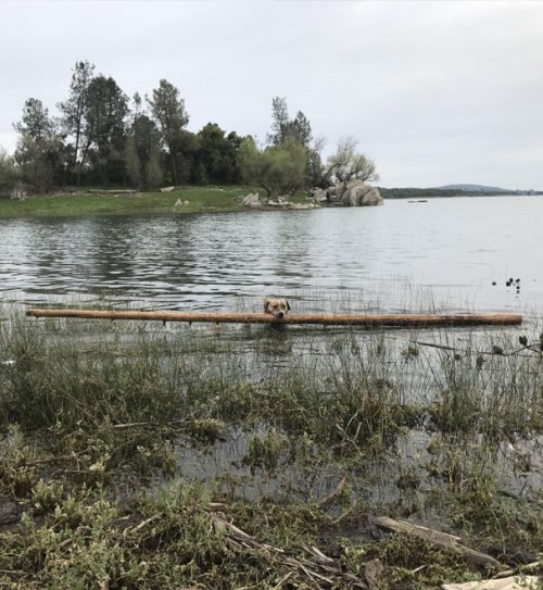 Смешные собаки, которые перенесли странность аж в другое измерение 