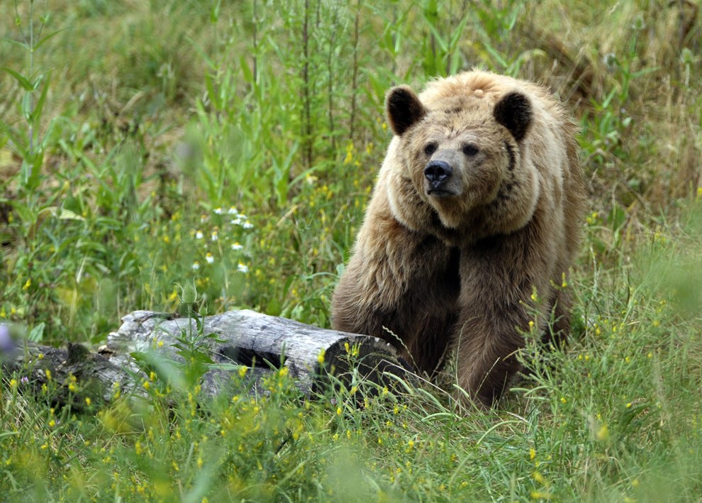 Бурый медведь - один из самых крупных и опасных наземных хищников