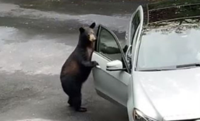Медведь и машина