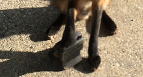 fox-caught-in-bear-trap-2