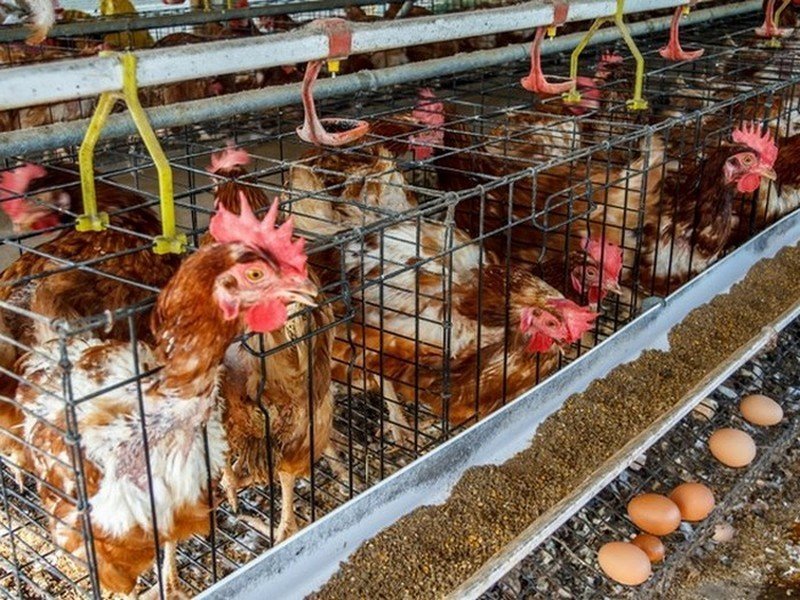 Еда, запрещенная во многих странах Еда, запрещенная во многих странах еда