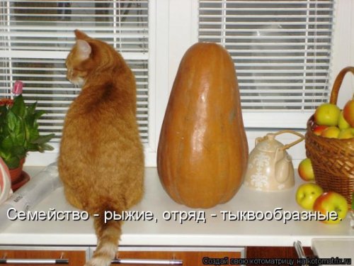 Свежая котоматрица (29 фото)