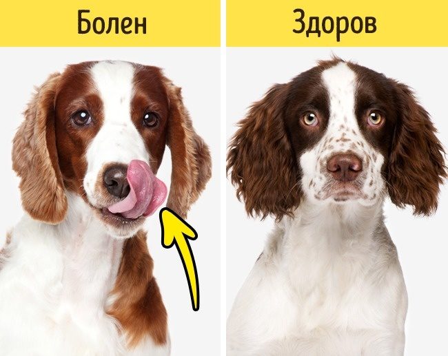 Какие признаки указывают на то, что питомца надо срочно показать ветеринару