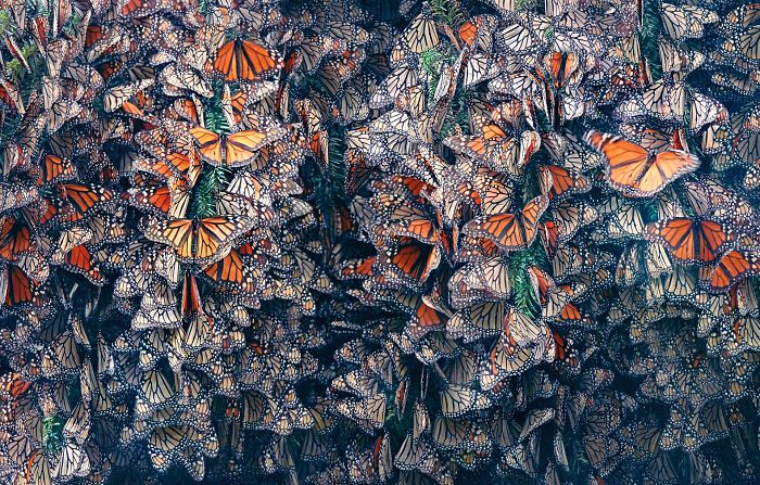 Monarch Butterflies
