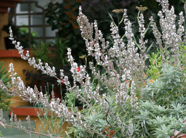 Шалфей белый White Sage. Фото с сайта anniesannuals.com