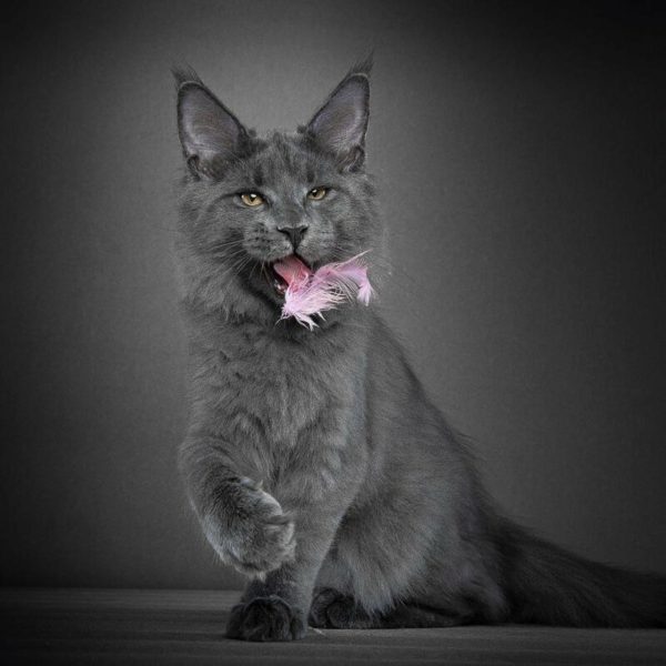 Американская енотовая кошка Maine Coon